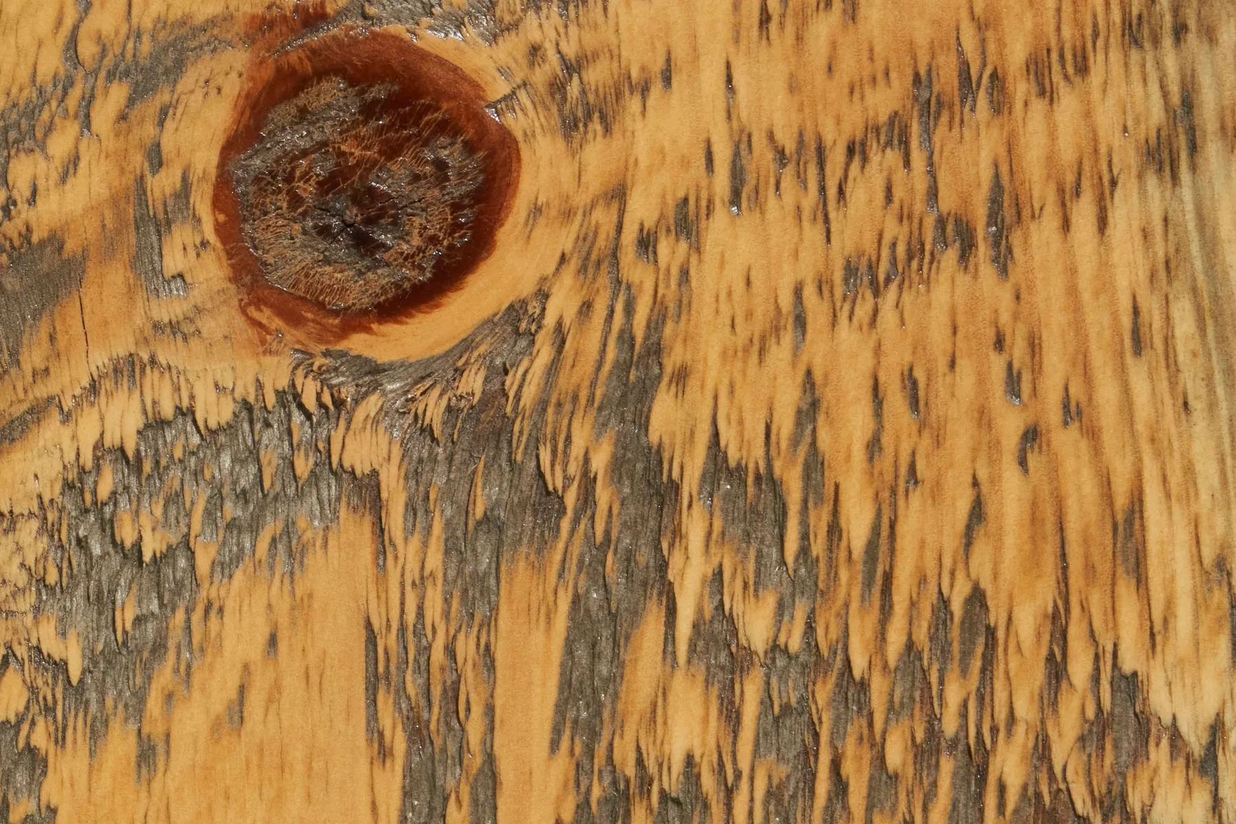 old growth fir wood sample by Icon Modern